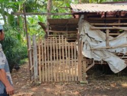 Pencurian Kambing Heboh di Depok: Sisakan Jeroan, Warga Berikan Kesaksian Mengerikan