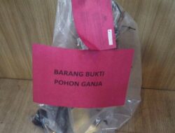 Kakek di Garut yang Tanam dan Jual Ganja Tanpa Rasa Kapok, Kembali Masuk Penjara