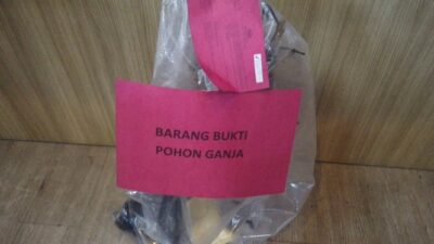 Kakek di Garut yang Tanam dan Jual Ganja Tanpa Rasa Kapok, Kembali Masuk Penjara