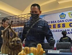 Turis Mesir Ditangkap di Soetta karena Nekat Selundupkan 3 Siamang dalam Koper