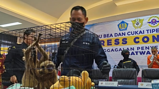 Turis Mesir Ditangkap di Soetta karena Nekat Selundupkan 3 Siamang dalam Koper