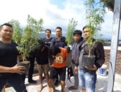 Dua Warga Lombok Ditangkap Polisi karena Berkebun Ganja di Rumah