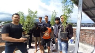 Dua Warga Lombok Ditangkap Polisi karena Berkebun Ganja di Rumah