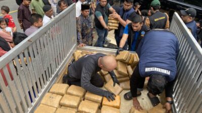 BNN Menggagalkan Peredaran 624 Kilogram Ganja di Sumatera Barat