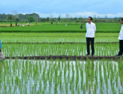 Aktivis Papua Mendesak untuk Menghentikan Proyek Sawah Satu Juta Hektar di Merauke