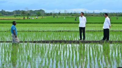 Aktivis Papua Mendesak untuk Menghentikan Proyek Sawah Satu Juta Hektar di Merauke