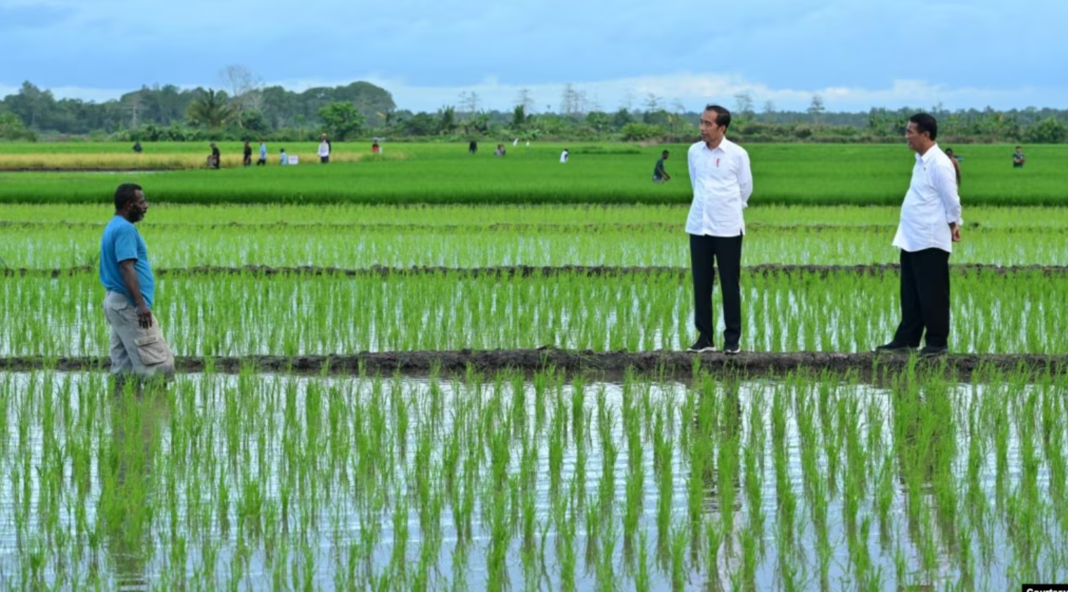 Aktivis Papua Mendesak untuk Menghentikan Proyek Sawah Satu Juta Hektar di Merauke